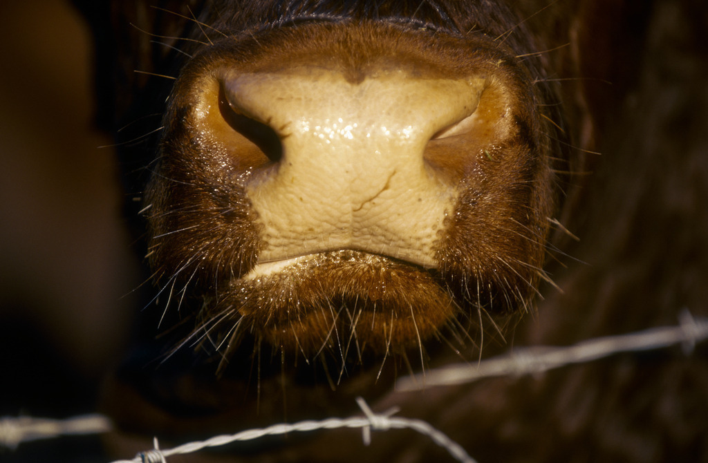 Stiernüster mit Stacheldraht | Austria - February 05, 2011: Stiernüster mit Stacheldraht. - Realisiert mit Pictrs.com