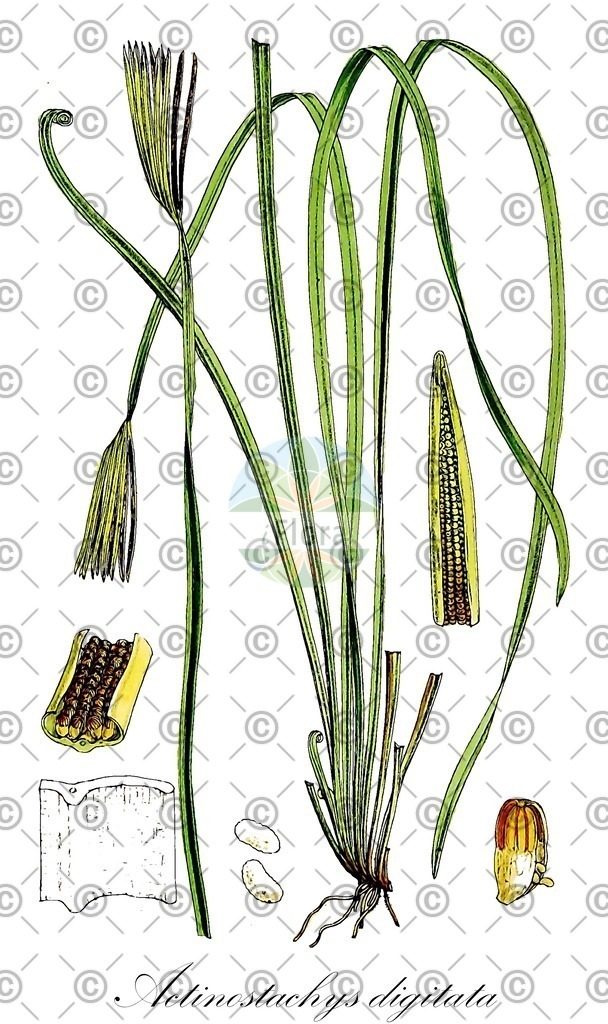 HistAbb_wfo-0001246740_1_ENZY_Simple | Historische Abbildung von Actinostachys digitata - Schizaeaceae | Historical Illustration of Actinostachys digitata - Schizaeaceae