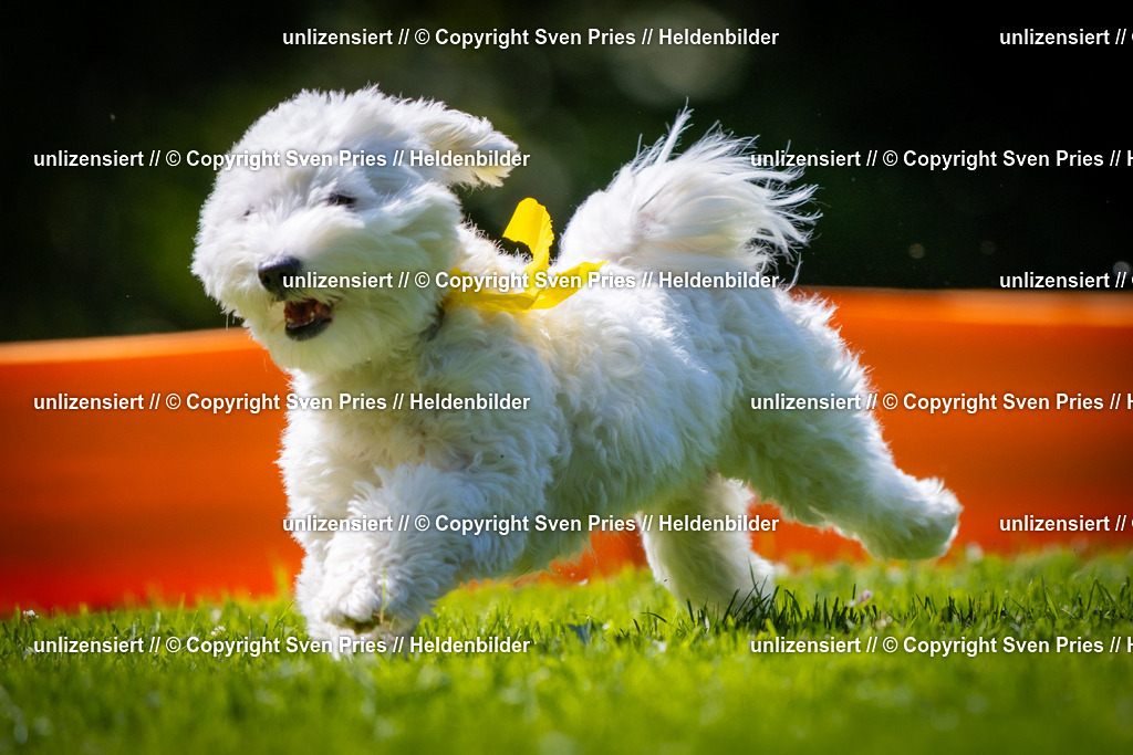 Sven Pries | 2025-08-10 - Hunderennen Durlach - Realisiert mit Pictrs.com