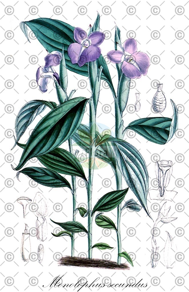 HistAbb_63CT7_1_ENZY_Simple | Historische Abbildung von Monolophus secundus - Zingiberaceae | Historical Illustration of Monolophus secundus - Zingiberaceae
