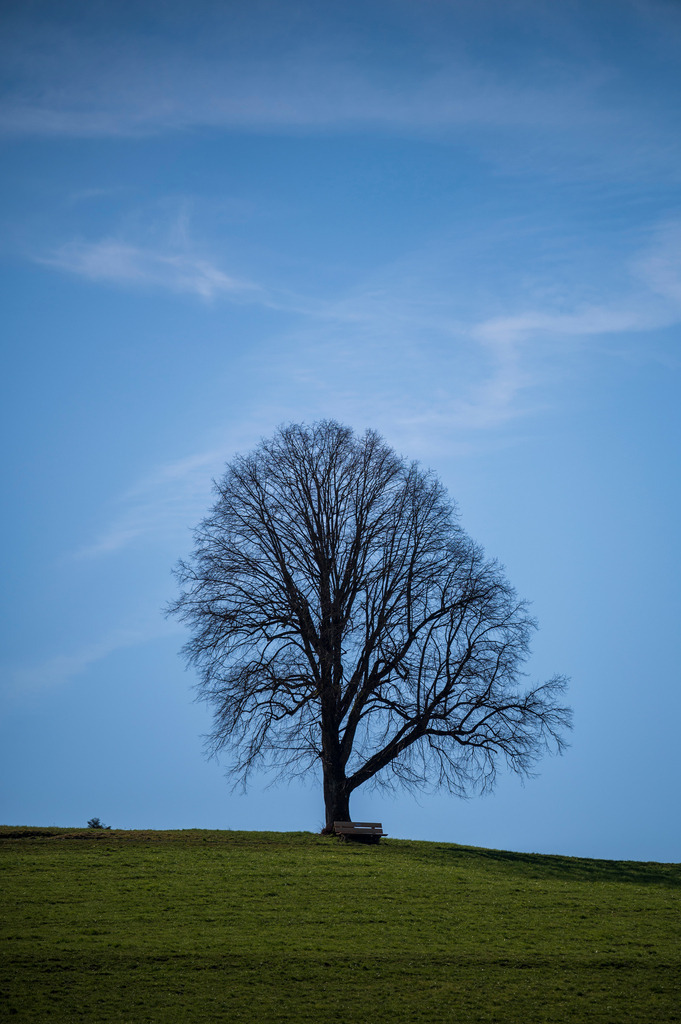 Mystische Bäume - Matzingen, Schweiz | Die Mystik der Bäume unterscheidet sich je nach Jahreszeit  - Realisiert mit Pictrs.com