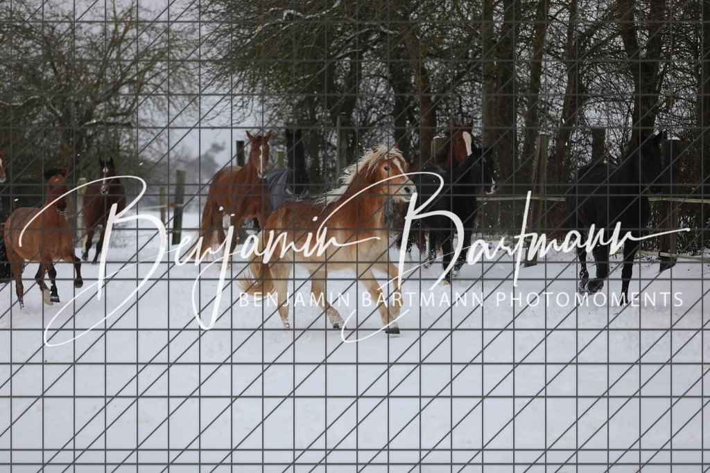 AZ2A3309 | Benjamin Bartmann Photomoments