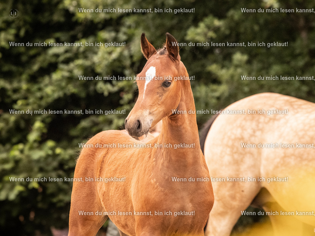 A10I2337 15.54.45 | photographylinaismer - Realisiert mit Pictrs.com