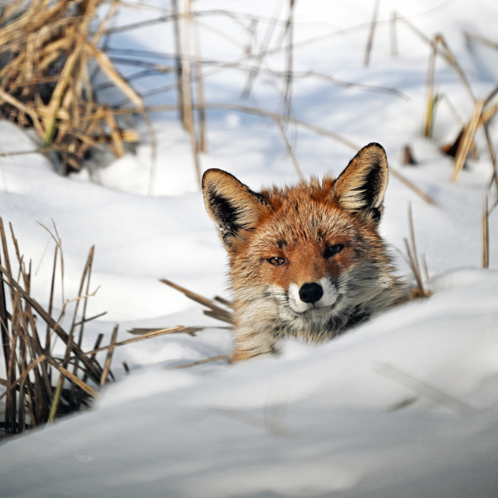 Rotfuchs | lucisnaturbilder - Realisiert mit Pictrs.com