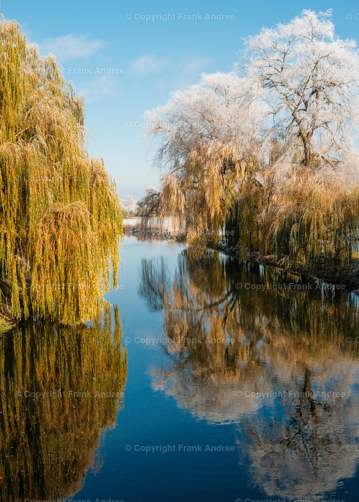 Flußlandschaft im Winter | Blick auf die Unstrut an einem sonnigen Wintertag. Schnee bedeckt den Boden. Eine Trauerweide ragt weit über das Ufer. Die vereisten Baumkronen spiegeln sich im Wasser des Flusses. Landschaftsfotografie aus Thüringen - Realisiert mit Pictrs.com