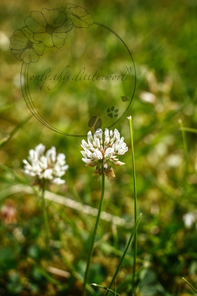 IMG_3366-01 | only.this.little.world - Realisiert mit Pictrs.com