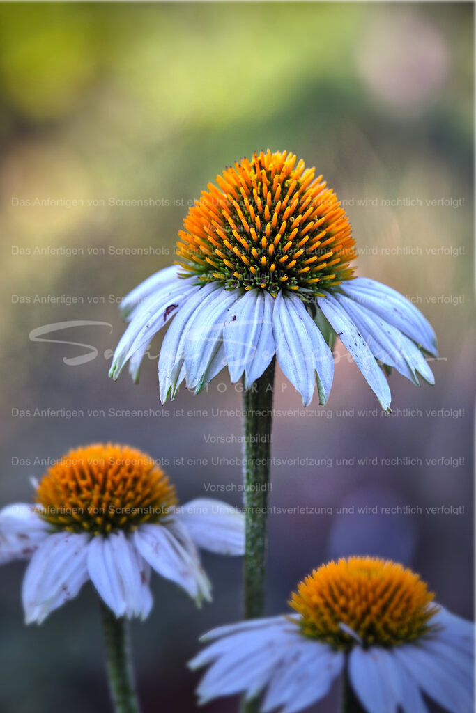 Wandbild "Sonnenhut" | People- und Tierfotografie, Imageaufnahmen, Veranstaltungsfotografie und Wandbilder aus der Natur ★ Made in Germany ✔️ Druck + Downloads ✔️ Naturfotografie in Top Qualität ★ schneller Versand, weltweite Lieferung! - Realisiert mit Pictrs.com