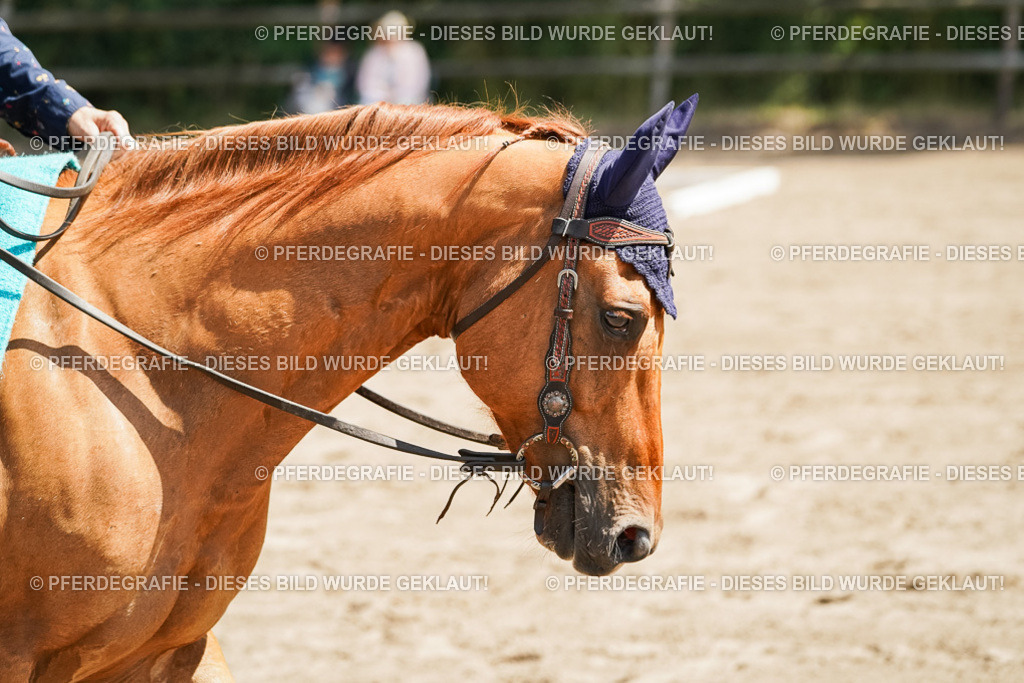 DSC06815 | Pferdegrafie