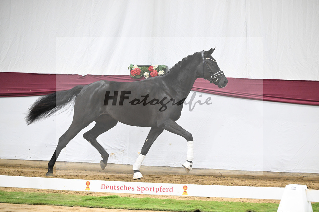 Kat-Nr. 56 Fair Deal x Fuerst Heinrich_Wilhelm u. Marvin Klausing GbR_47252099 | hf-fotografie - Realisiert mit Pictrs.com