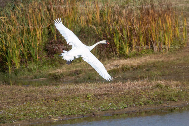 201758 | Tierfotografie, Tierkalender, Tierbilder, Insekten, Spinnen, Vögel, Schmetterling, Libellen, Leinwand, Colorkey, Qualität, Geschenkartikel, Geschenk - Realisiert mit Pictrs.com