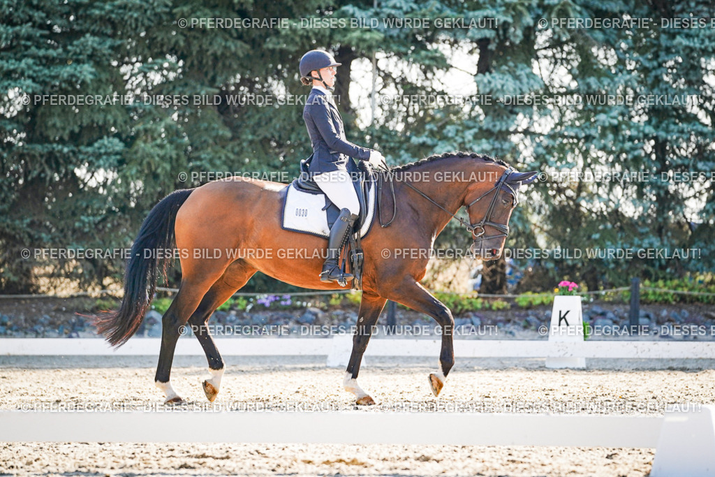 DSC08946 | Pferdegrafie