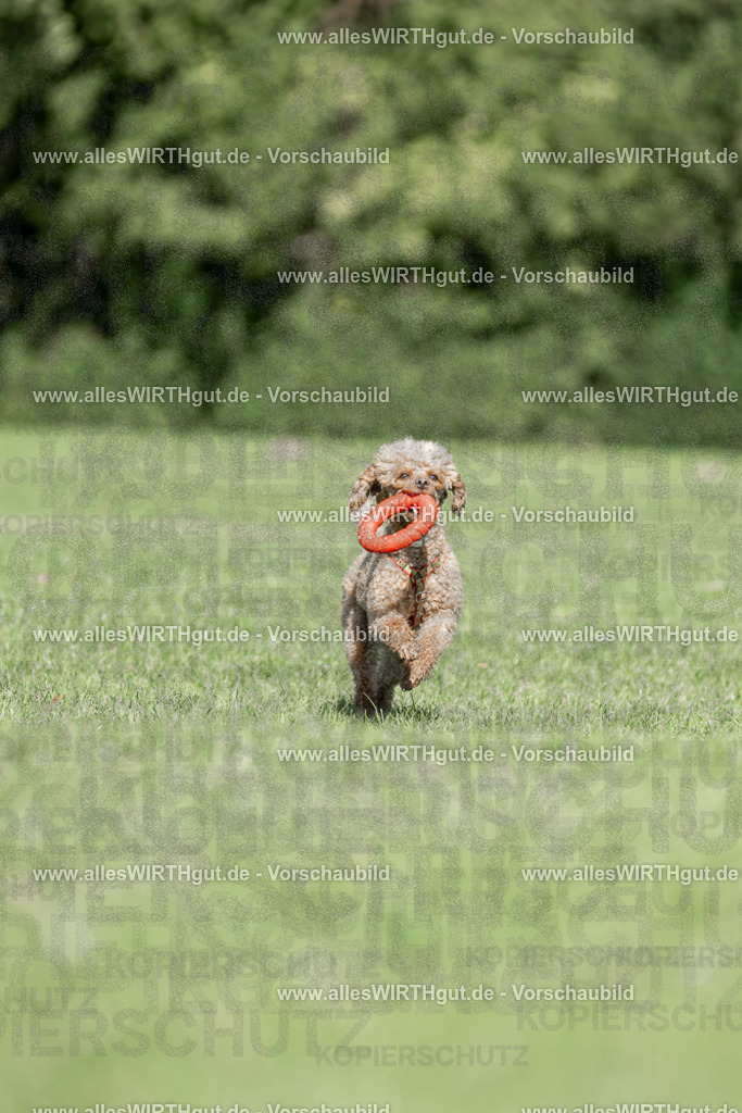 Hundeschwimmen_Volksbad_2026-allesWIRTHgut_Tierfotografie-2609061109-101909-7R509433 | Professionelle Tierfotografie in Mönchengladbach von Daniel Wirth (allesWIRTHgut). Liebevolle & natürliche Bilder von Hunden & Katzen für unvergessliche Erinnerungen.