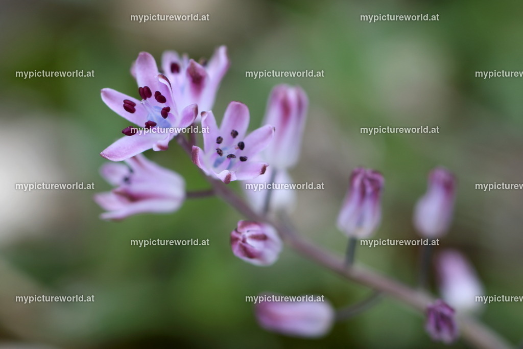 Zarter Herbststern-005 | Das Bilderarchiv über Tiere, Planzen und Landschaften. In der Bilddatenbank finden Sie ein große Auswahl an hochwertigen Bilder für Ihre Werbung - Realisiert mit Pictrs.com