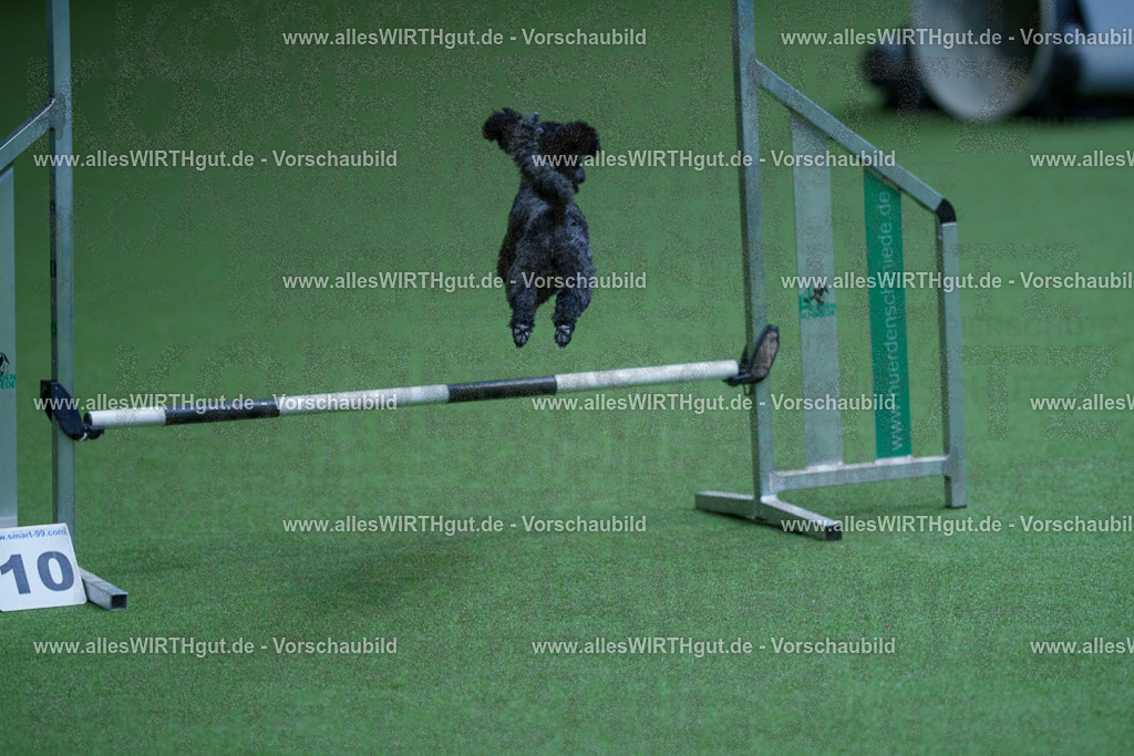 @allesWIRTHgut_Tierfotografie - www.allesWIRTHgut.de - 2604261332-7R502120 | Professionelle Tierfotografie in Mönchengladbach von Daniel Wirth (allesWIRTHgut). Liebevolle & natürliche Bilder von Hunden & Katzen für unvergessliche Erinnerungen.