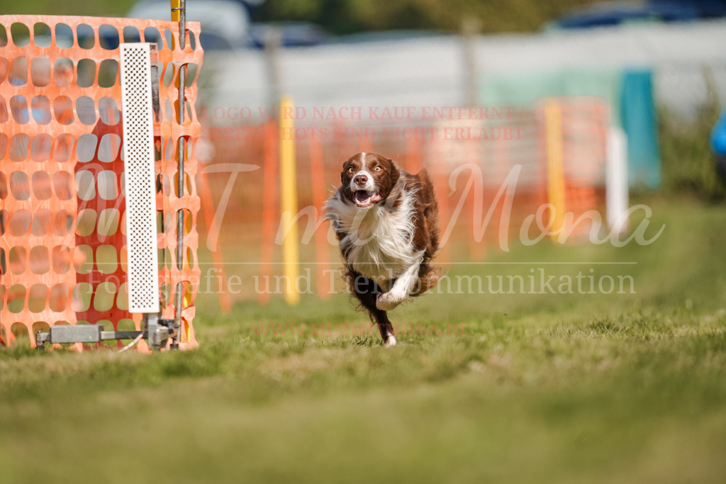 20250928_Hunderennen-540 | MuT (Mensch und Tier) mit Mona - Fotografie und Tierkommunikation - Realisiert mit Pictrs.com