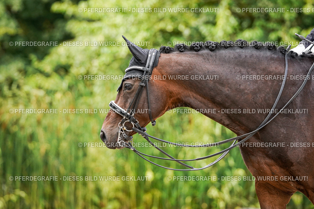 DSC06263 | Pferdegrafie