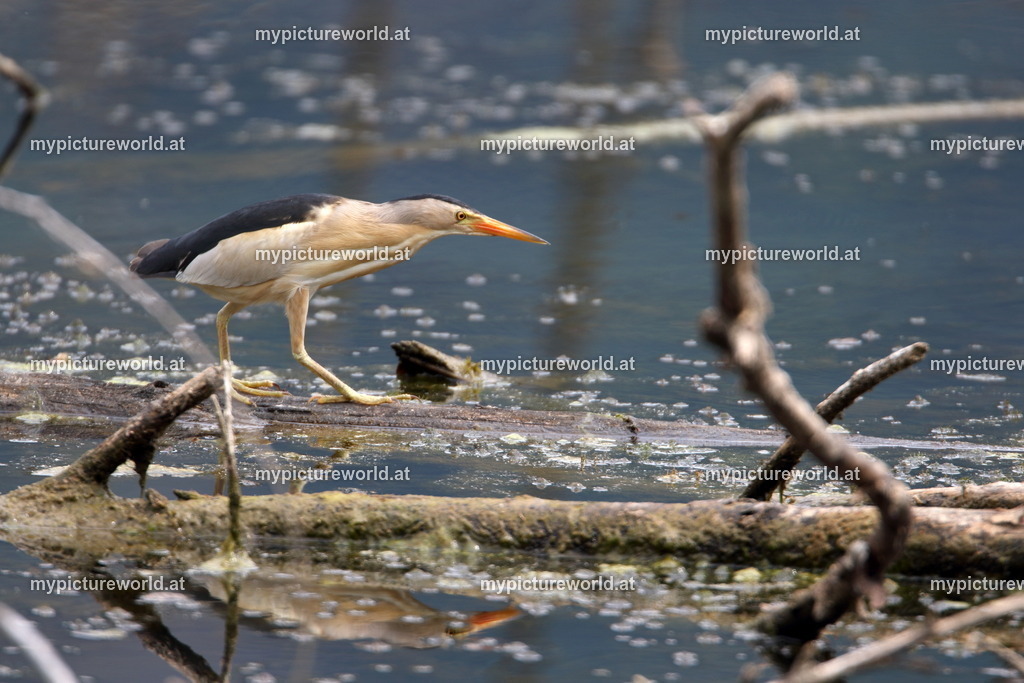 Zwergdommel-026 | Das Bilderarchiv über Tiere, Planzen und Landschaften. In der Bilddatenbank finden Sie ein große Auswahl an hochwertigen Bilder für Ihre Werbung - Realisiert mit Pictrs.com