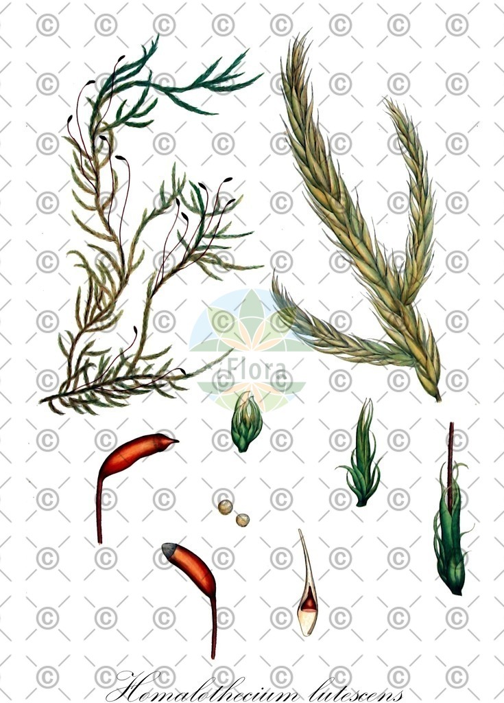 HistAbb_FALSCH_2_ENZY_Simple | Historische Abbildung von Homalothecium lutescens - Brachytheciaceae | Historical Illustration of Homalothecium lutescens - Brachytheciaceae