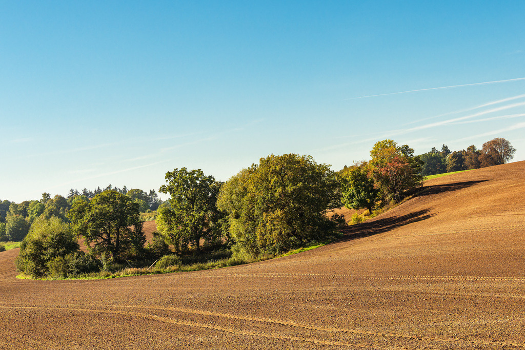 Landschaft mit Feld und Bäumen bei Hohen Demzin | Landschaft mit Feld und Bäumen bei Hohen Demzin.