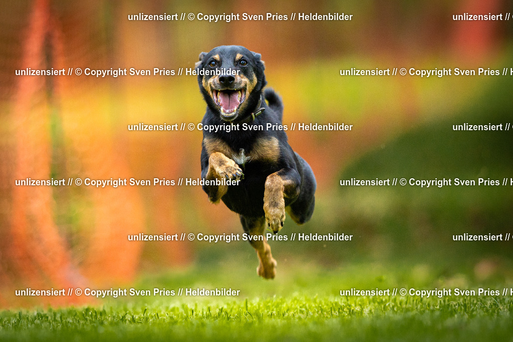 Sven Pries | 2025-09-21 - Hunderennen Baden-Oos - Realisiert mit Pictrs.com