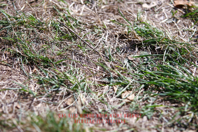 DKP41266 | Turniersportfotografie; Pferdefotografie; Dressurfotografie