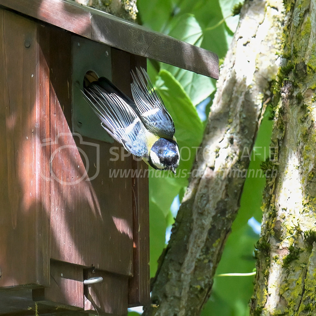 20240512_1006_AEM_nefti_3981-Bearbeitet | 12.05.2024 / , Neftenbach

Bild: Sportfotografie Markus Aeschimann | www.markus-aeschimann.ch - Realisiert mit Pictrs.com