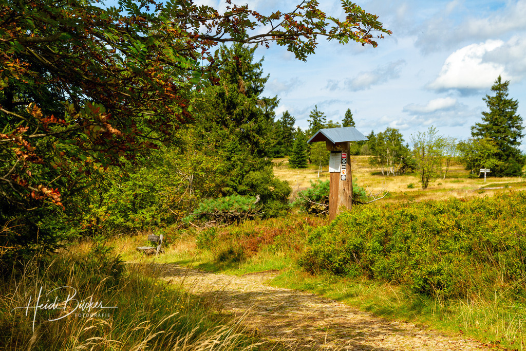 Rothaarsteig in der Astenheide | Rothaarsteig in der Astenheide auf dem Kahlen Asten - Realisiert mit Pictrs.com