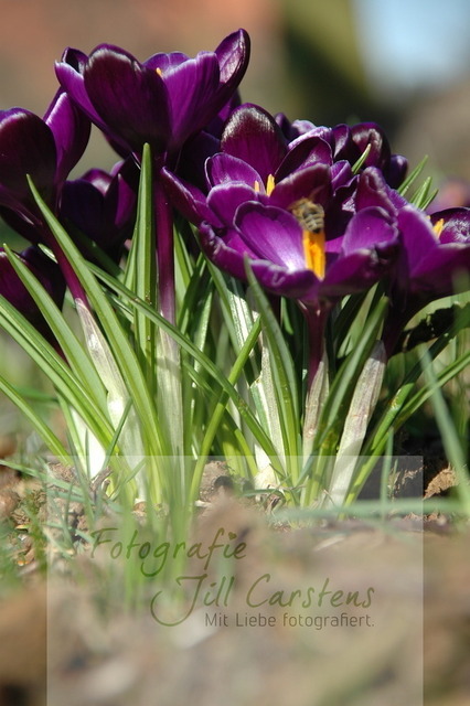 DSC_0071 | fotografie-jill-carstens