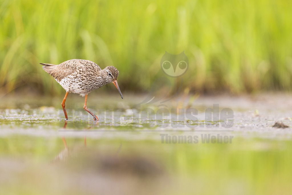 R5NF8120_20240612 | Der Rotschenkel (Tringa totanus) ist eine Vogelart aus der Familie der Schnepfenvögel (Scolopacidae). Er ist ein Brutvogel über weite Bereiche Eurasiens. Zu seinem Lebensraum gehören die mediterrane bis boreale Zone, und er kommt in Asien auch in Steppen- und Wüstengebieten vor. In Mitteleuropa sind Schwerpunkte seiner Verbreitung die Küsten und das küstennahe Tiefland. Im Binnenland kommt er nur inselartig in kleinen Populationen vor und im Süden Mitteleuropas ist er auf Restvorkommen reduziert. - Realisiert mit Pictrs.com