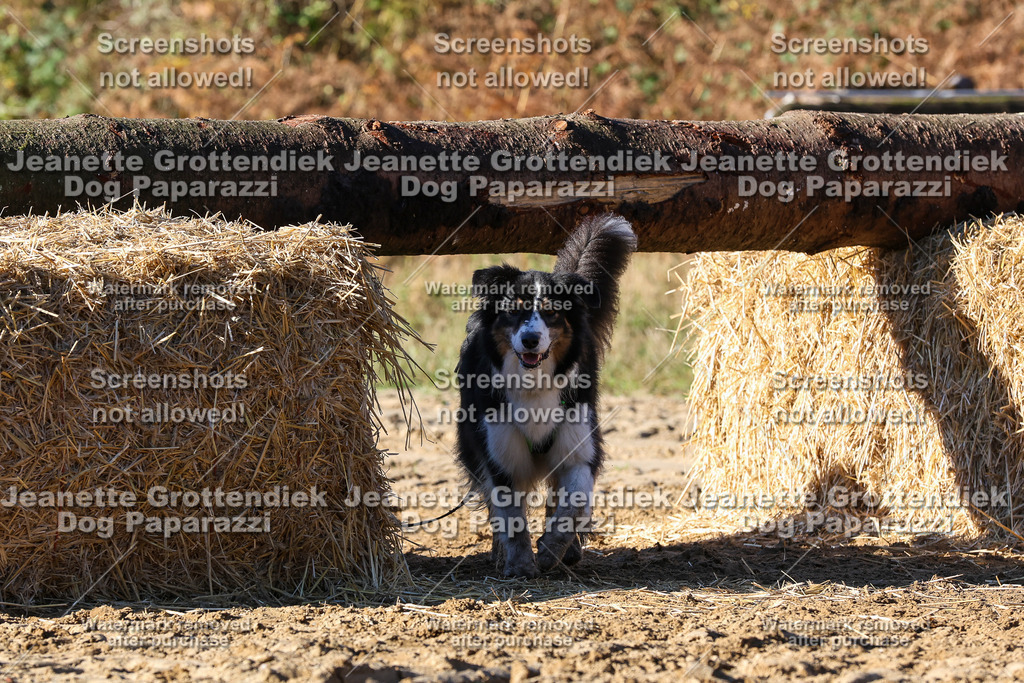 Dog Paparazzi - Strongdog 10-25-1807 | Dog Paparazzi Jeanette Grottendiek Fotografie & Videografie - Realisiert mit Pictrs.com