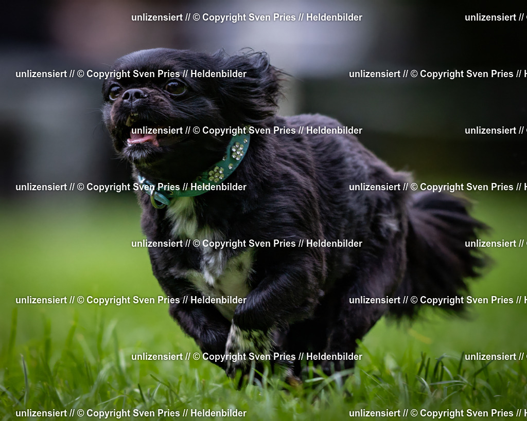 Sven Pries | 2024-10-19 - Hunderennen Ober-Grombach - Realisiert mit Pictrs.com