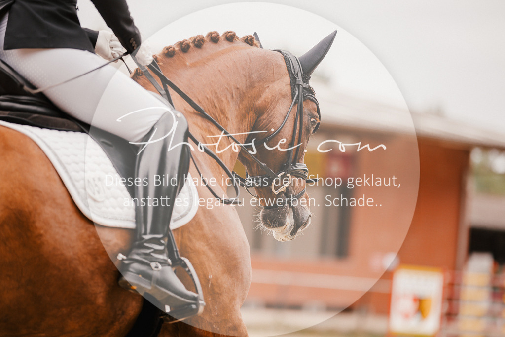 3I6A5925 | Stimmungsvolle Portraits und Reitsportfotografie im Ruhrgebiet und im Münsterland.

Pferdefotografie, Hundefotografie, Tierfotografie, Reportagen, Portraits von Tier und Mensch, Turnierfotografie in Bochum, Recklinghausen, Marl, Haltern am See, Dülmen.. - Realisiert mit Pictrs.com