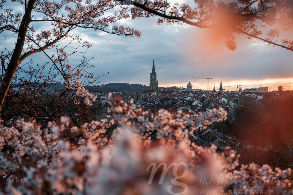 cherry blossom in Berne with Berner Münster and oldtown | Die ideale Geschenkidee für Naturliebhaber. Naturbilder von Marcel Gross Photography für ihr Zuhause in den verschiedensten Formaten und Materialien. - Realisiert mit Pictrs.com