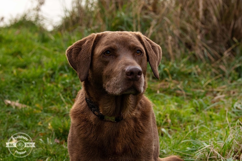 Lieblingsbilder_Photoboo_50 | Pferde- und Hundefotografie in Köln und Umgebung von Vanessza Csuka - Realisiert mit Pictrs.com