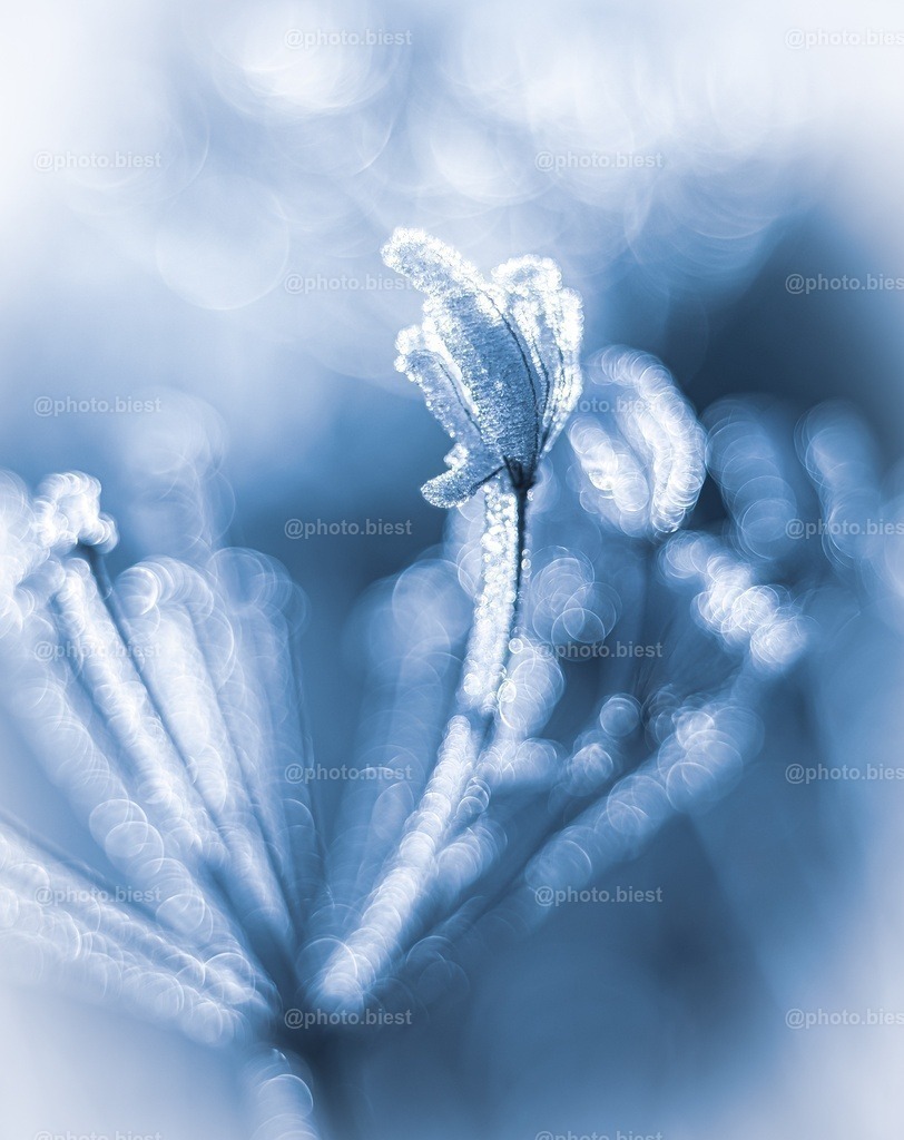 Wilde Möhre Bubblespaß | Eisige Details einer Pflanze im Winter. - Realisiert mit Pictrs.com