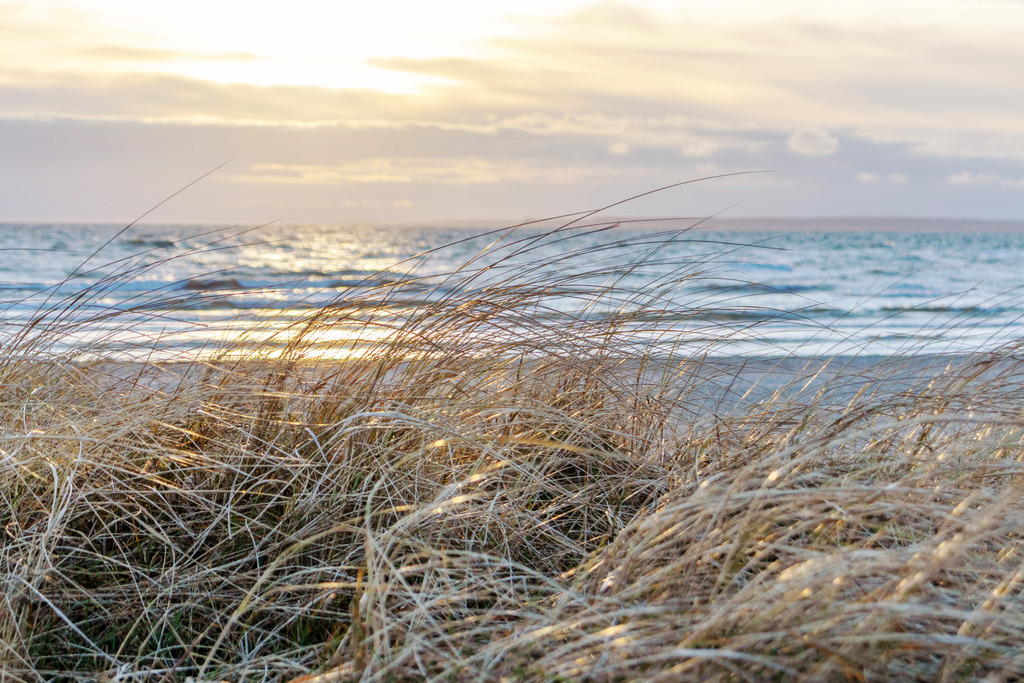Wandbild: Strandhafer im Sonnenschein am Meer | Dieses Wandbild im Querformat zeigt eine schöne Morgenstimmung am Meer. Im Vordergrund ist Strandhafer zu sehen der vom Licht der aufgehenden Sonne angeleuchtet wird. Die Sonne scheint durch eine leichte Bewölkung am Horizont. - Realisiert mit Pictrs.com