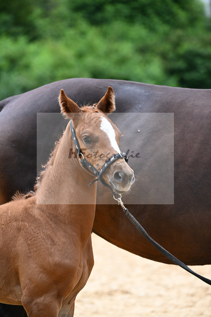 Kat-Nr. 36 Accrocha x Sirtaki_Hensel_27141082 | hf-fotografie - Realisiert mit Pictrs.com