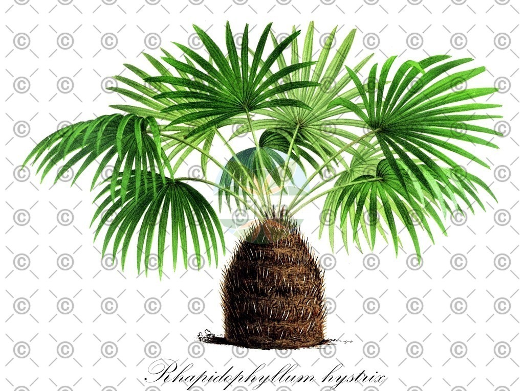 Rhaponticoides_centaurium_HistAbb_Gesellschaft_Kraeuterkenner_1778-1794_SIMPLE | Historische Abbildung von Rhapidophyllum hystrix - Arecaceae | Historical Illustration of Rhapidophyllum hystrix - Arecaceae (needle palm)