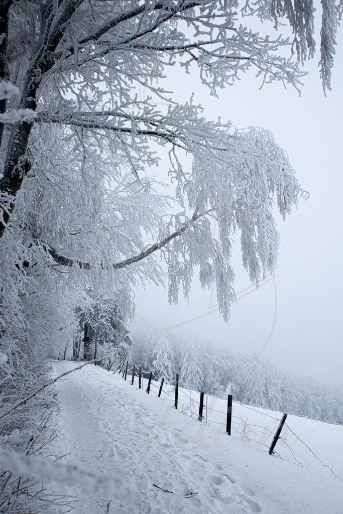 Winterspaziergang im Mostviertel | Ihre Fotografin im Lungau, ihre Fotografin im Mostviertel, Wandbilder Onlineshop, Imagefotos für Ihr Unternehmen,  - Realisiert mit Pictrs.com