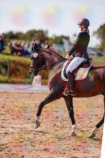 2026_10_03_Siefer-Hof_132228_Z81_71689309 | Professionelle Reitsport-, Turnier- und Eventfotografie von Robert Broda. Galerien mit ausgewählten und bearbeiteten Bildern direkt online ansehen und bestellen.
