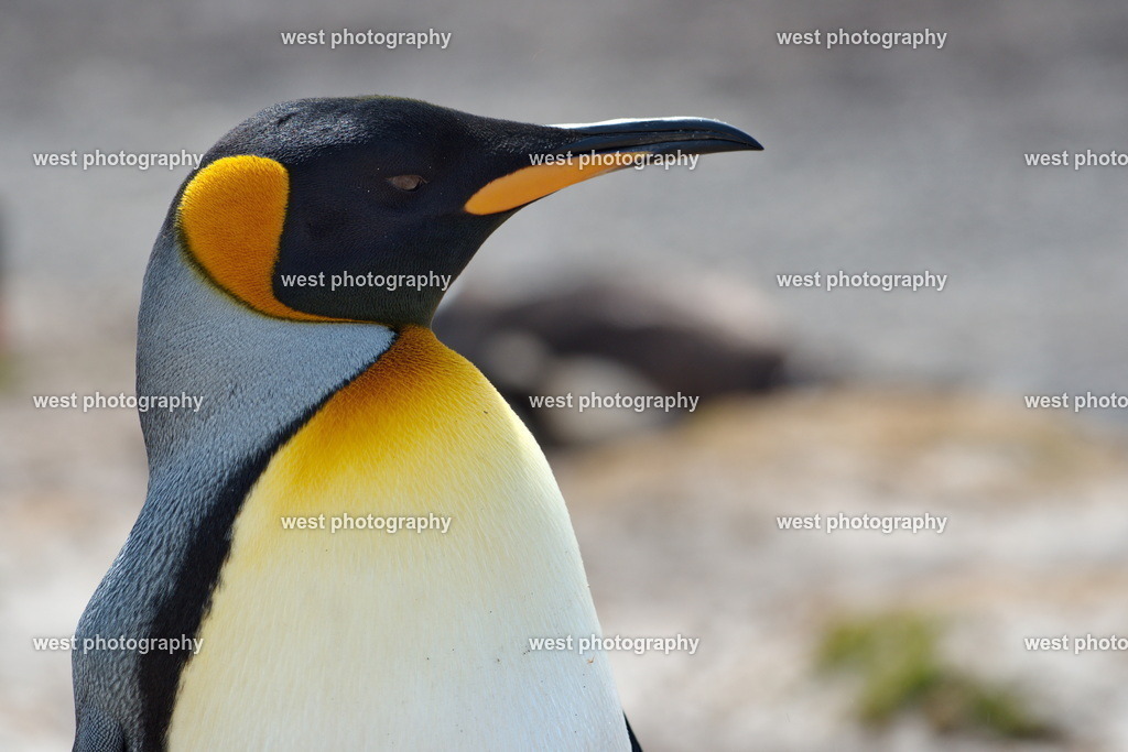 King Penguin 3 SND - FLK 2014 | west photography - Realisiert mit Pictrs.com