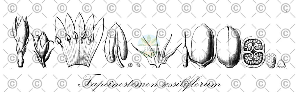 HistAbb_wfo-0001237010_1_ENZY_Simple | Historische Abbildung von Tapeinostemon sessiliflorum - Gentianaceae | Historical Illustration of Tapeinostemon sessiliflorum - Gentianaceae