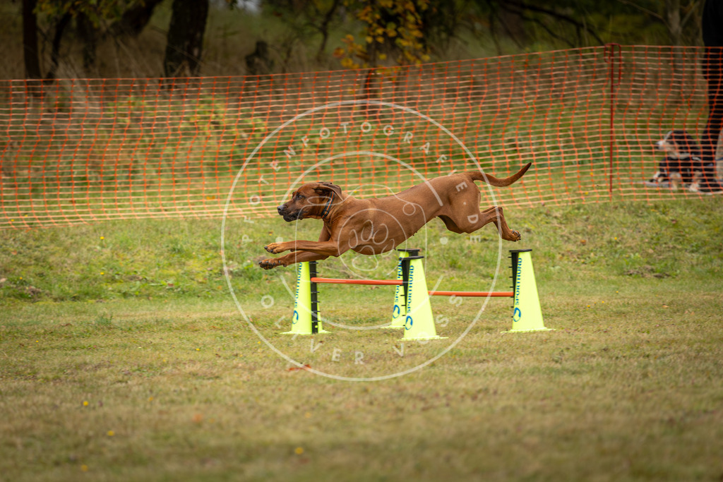 Pfotenfotografie_DV3A5732 | Hundefotografie, Tierfotograf, Pfotenfotografie, Fotoshooting Hund, Hunde Portrait, Hundesport, Hundeportraits, Heideshooting, Hunde, Sportfotograf, Hundefotograf, Turnierhundsport, THS,  - Realisiert mit Pictrs.com