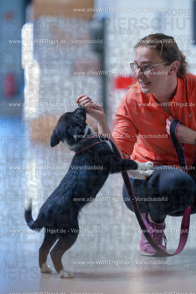 @allesWIRTHgut_Tierfotografie - www.allesWIRTHgut.de - 2604251308-7R503599 | Professionelle Tierfotografie in Mönchengladbach von Daniel Wirth (allesWIRTHgut). Liebevolle & natürliche Bilder von Hunden & Katzen für unvergessliche Erinnerungen.