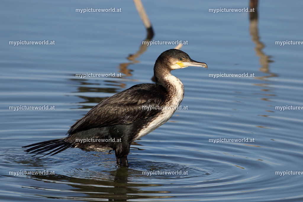 Kormoran-130 | Das Bilderarchiv über Tiere, Planzen und Landschaften. In der Bilddatenbank finden Sie ein große Auswahl an hochwertigen Bilder für Ihre Werbung - Realisiert mit Pictrs.com