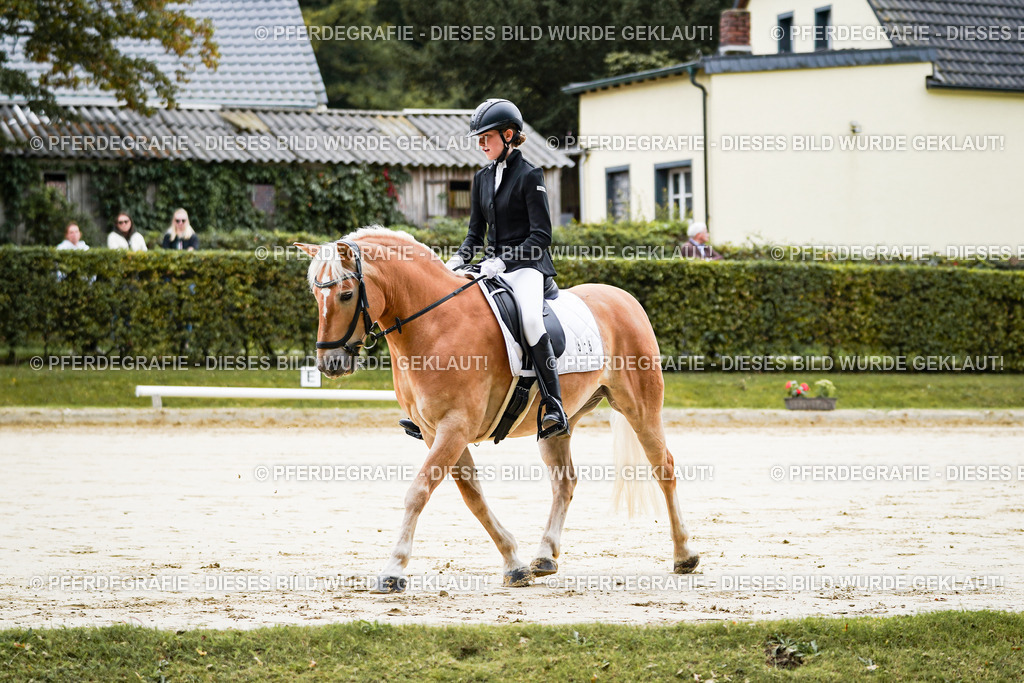 DSC04433 | Pferdegrafie