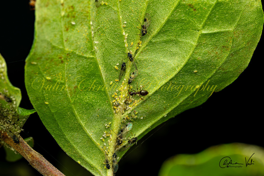 MN 13 | Christian Vulin  - Realisiert mit Pictrs.com