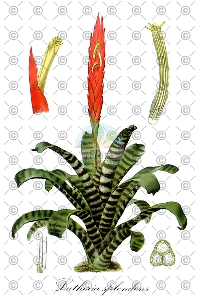 HistAbb_wfo-0001242539_1_ENZY_Simple | Historische Abbildung von Lutheria splendens - Bromeliaceae | Historical Illustration of Lutheria splendens - Bromeliaceae