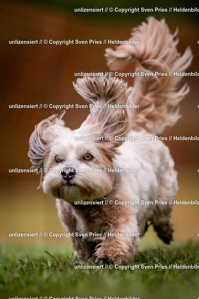 Sven Pries | 2024-04-21 - Hunderennen Baden-Oos
Foto: Sven Pries - Realisiert mit Pictrs.com