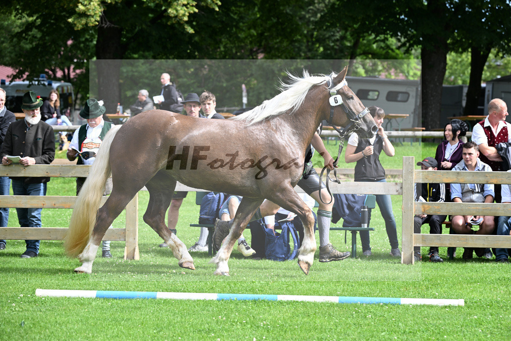 Kat-Nr. 6 Nina v. Rusty_Regauer_22240117 | hf-fotografie - Realizzato con Pictrs.com